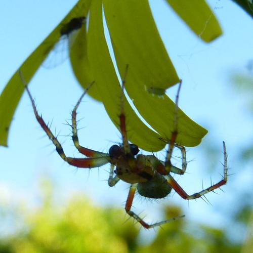 Araniella sp.